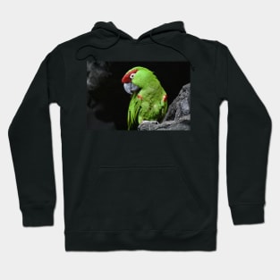 Thick Billed Parrot Hoodie